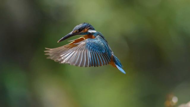 What Do Kingfisher and Kookaburra Spirit Animals Mean and Symbolize? смотреть онлайн