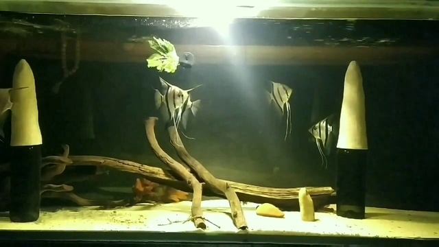 Как кормить аквариумную рыбу. Скалярии веганы . смотреть онлайн