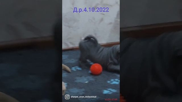 Щенок шарпея, голубая девочка хорс смотреть онлайн