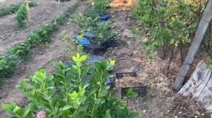 Голубика Чандлер.