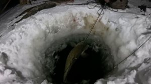 Такому улову позавидует каждый рыбак. Проверка перемета 22.12.2023.