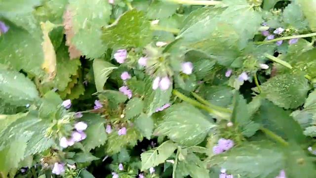 Trzmiele ją kochają 🌍👍 смотреть онлайн