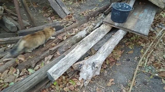 Не хвастаюсь, ибо нечем, но горжусь собой, ибо смог. смотреть онлайн
