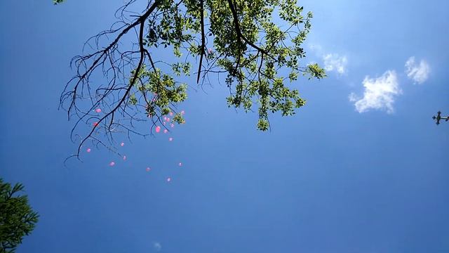 Тропарь Пасхи на гармошке смотреть онлайн