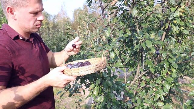 Слива сорта Стенлей) Сбор урожая) смотреть онлайн