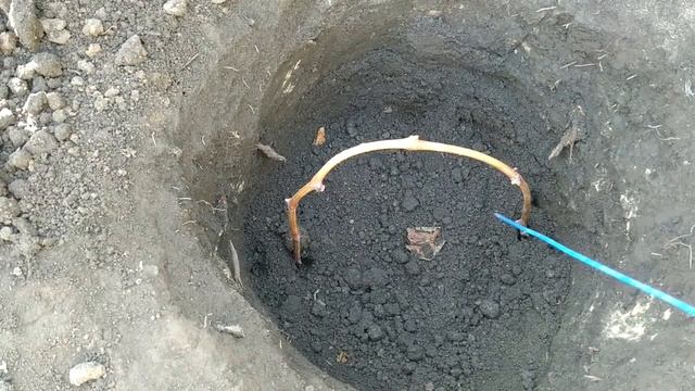 ? ЗАЧЕМ виноград сажают ДУГОЙ? Посадка винограда длинным черенком для плохоукореняемых сортов. смотреть онлайн