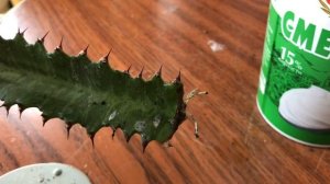 Черенки молочая трехгранного через 40 дней после укоренения. Как проходит укоренение?