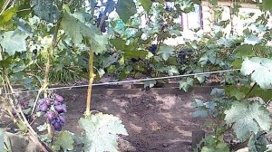 Крупные сорта винограда в Самарской области.