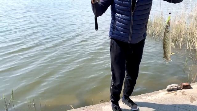 ТОП 5 БЕЗОТКАЗНЫХ СИЛИКОНОВЫХ ПРИМАНОК НА ЩУКУ И СУДАКА ИЗ МОЕЙ КОЛЛЕКЦИИ!!! 2021 смотреть онлайн