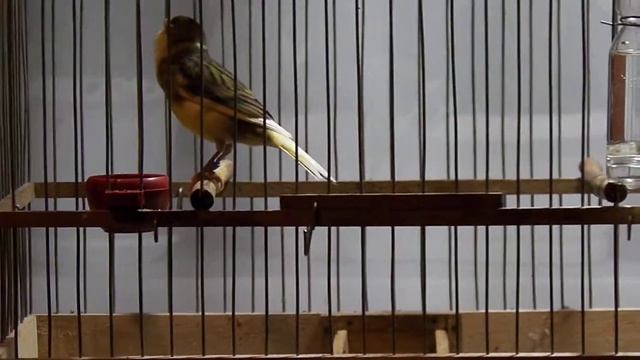 Ансамблевое пение(россыпь и большая синица)кенар 5,5мес смотреть онлайн