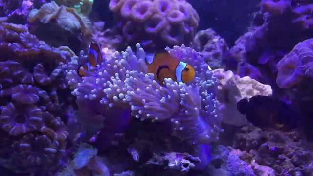 Slow motion Clownfish in Anemone! смотреть онлайн