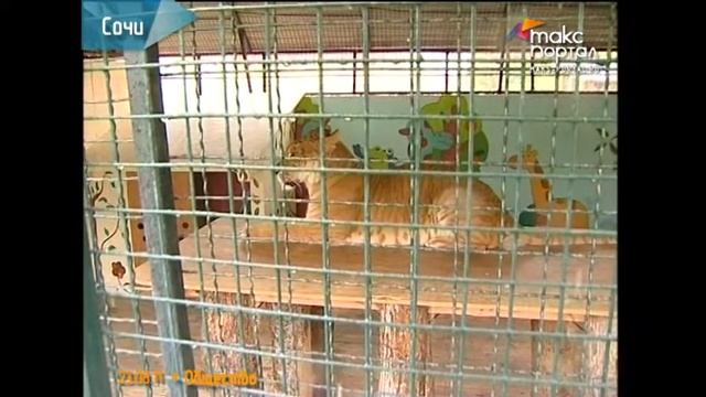 Один из 7 лигров, существующих в мире, теперь живет в Сочи смотреть онлайн