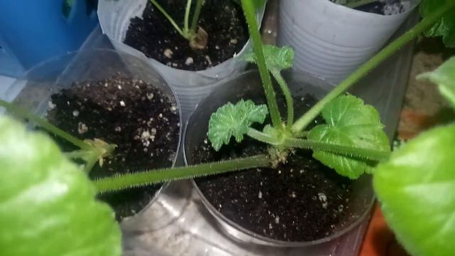 УКОРЕНЁННЫЕ ЧЕРЕНКИ ЗОНАЛЬНОЙ ПЕЛАРГОНИИ 💯% смотреть онлайн