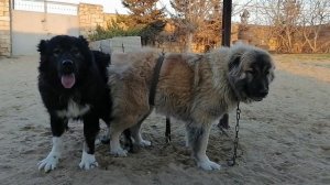Caucasian shepherd dog, кавказская овчарка вязка, Qafqaz çoban iti