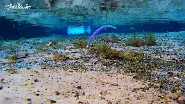 Съедобная резина Reins Aji Ringer Pro. Подводная съемка. Underwater смотреть онлайн