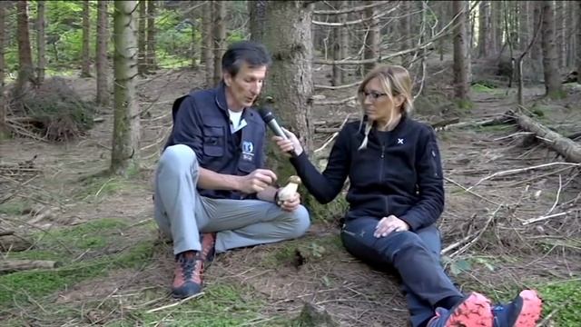 Boletus aestivalis @ Conoscere i funghi 01.09.2016 смотреть онлайн