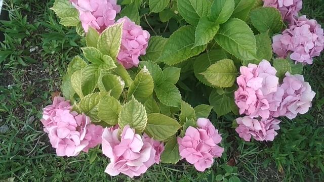 Сочи Цветы в июле смотреть онлайн