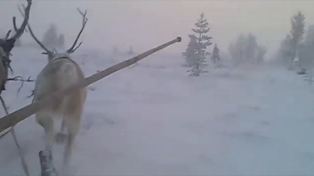 Кола Бельды - Мы поедем, мы помчимся на оленях утром...