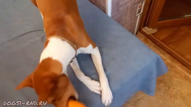 Морковные игры. В роли кролика Басенджи Лео смотреть онлайн