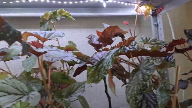 Прошлись по полочкам смотреть онлайн