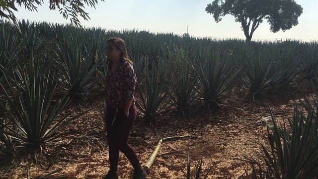 Patron Agave Field смотреть онлайн