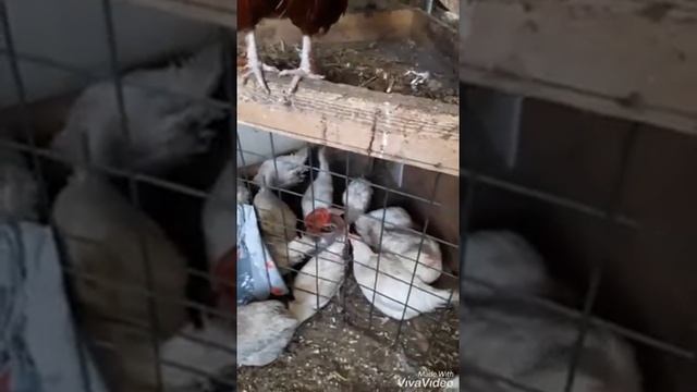 Простуда у кур. Чем и как лечить. смотреть онлайн