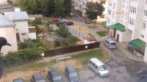 как надо пугать голубей!!!