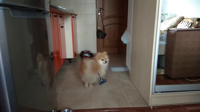 ТАНЕЦ ШПИЦА перед едой#померанский шпиц просит кушать смотреть онлайн