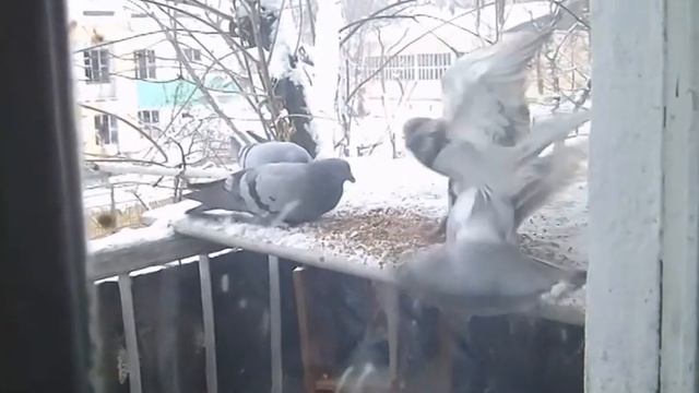 Зима за моим окном смотреть онлайн