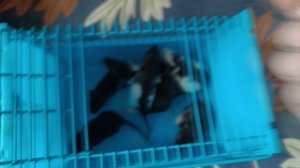 ОПРЕДЕЛЯЮ ПОЛ КРЫСЯТ :)