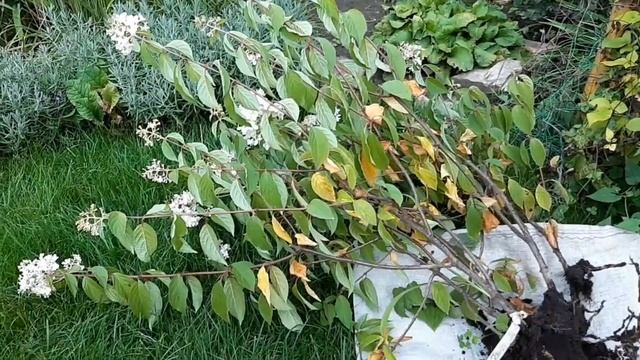 СПАСАЕМ УМИРАЮЩУЮ ГОРТЕНЗИЮ!!! ПРИЧИНА! смотреть онлайн