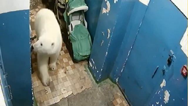 Белые мишки ходят по квартирам на Новой Земле смотреть онлайн