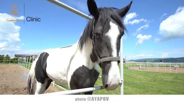 Конные прогулки в лагере Real Madrid Foundation возле Алматы смотреть онлайн