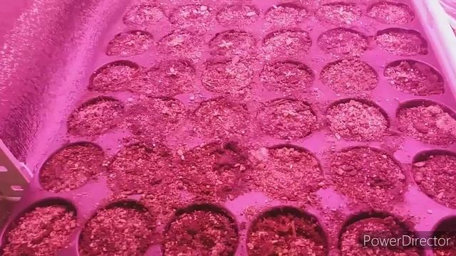 БЕЛАЯ ПЛЕСЕНЬ. ЭУСТОМА РАСТЕТ!!!? ЯНТАРИН РАБОТАЕТ! ?☆ЛЕРИН САД ??? смотреть онлайн