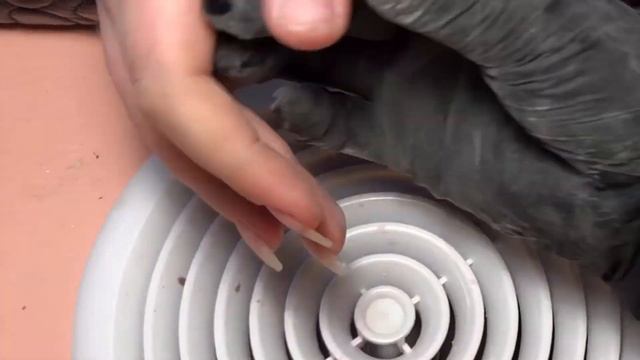 УЖАСНЫЕ ОТСЛОЙКИ|Такого я ещё не видела.. смотреть онлайн