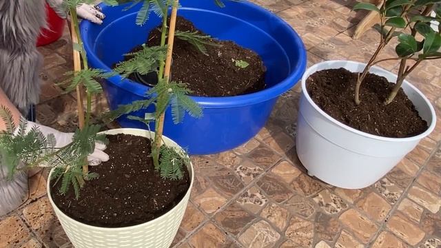 Тем временем, пересадка камелий, мимозы, орхидейки ???? смотреть онлайн