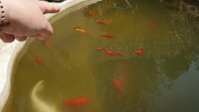 кормежка кои и вуалевых золотых рыбок смотреть онлайн