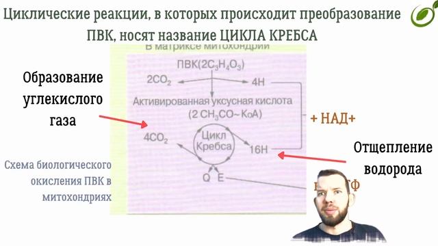 Л.21 | ЭНЕРГЕТИЧЕСКИЙ ОБМЕН | ОБЩАЯ БИОЛОГИЯ ЕГЭ смотреть онлайн