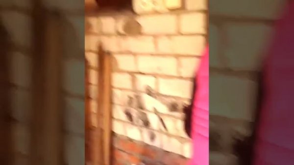 Пирсинг яиц