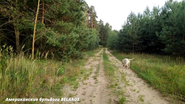 Американский бульдог.Смотрим щенков.Прогулка бульдогов\American Bulldog.Puppies.Walking Bulldogs