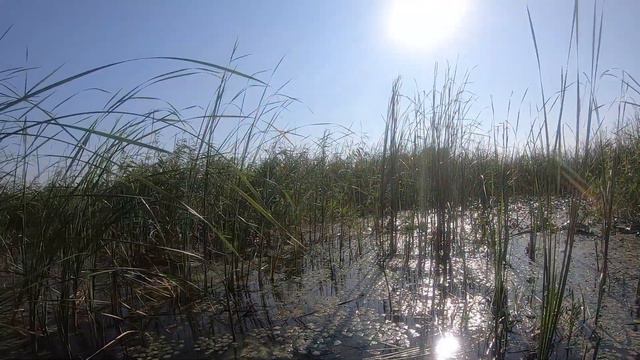 ОХОТА на УТКУ. БДАГОДАРЮ ВСЕХ. смотреть онлайн