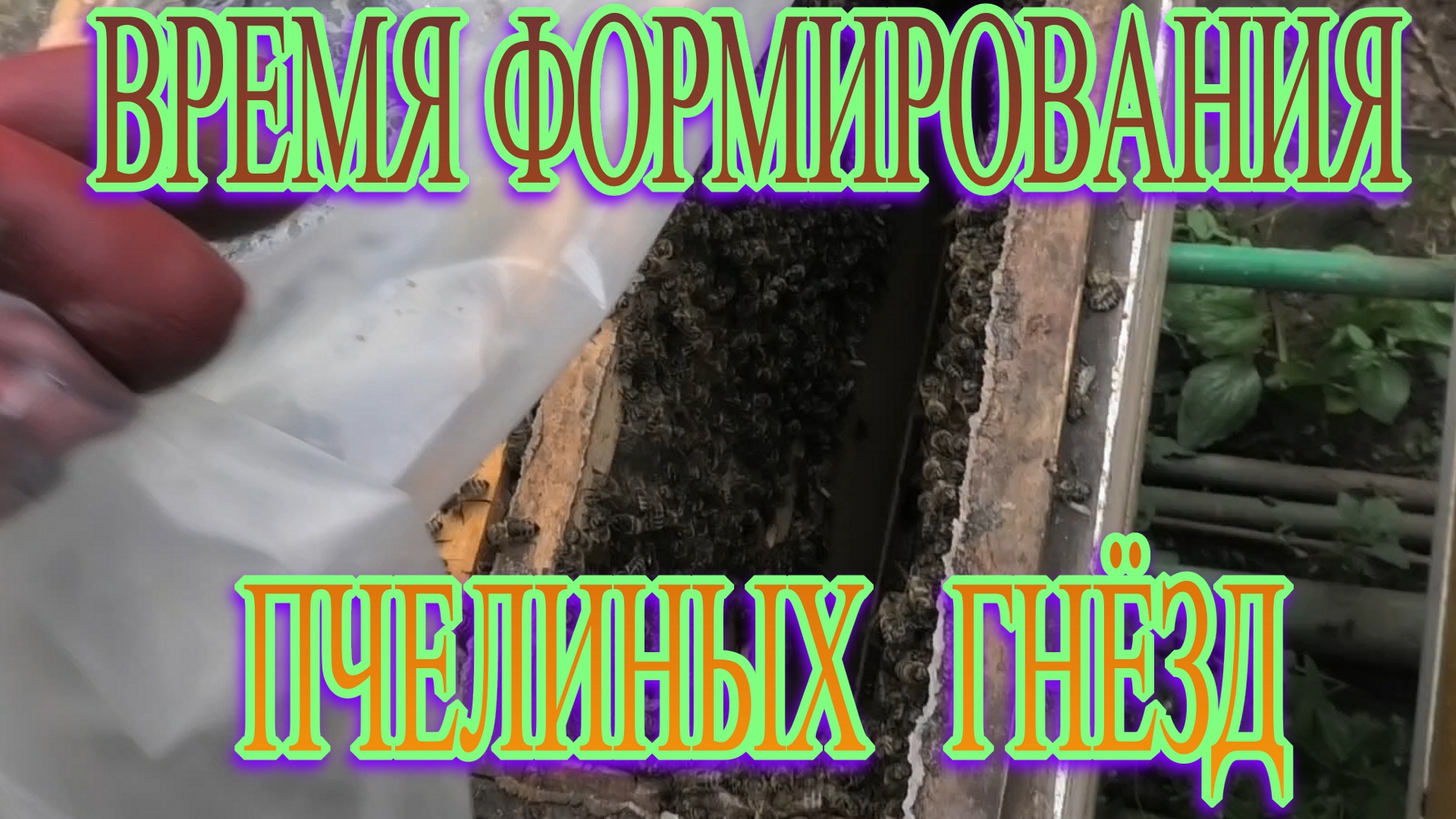ПОДКОРМКА ПЧЁЛ.ЭТАП ПОДГОТОВКИ К ОСЕННЕЙ ОБРАБОТКЕ ОТ КЛЕЩА..mp4 смотреть онлайн
