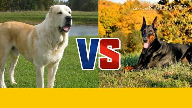 Алабай против Добермана. Alabai against Doberman. Animals Battle. смотреть онлайн
