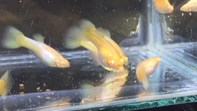 Albino Platinum 24K Golden Millennium Yellow смотреть онлайн