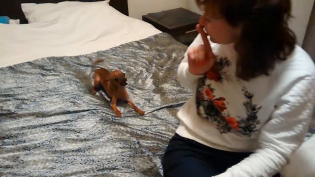 Бешеный собакевич смотреть онлайн