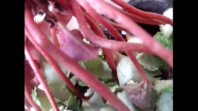 Цикламен (Cyclamen) Спасаем цикламен после залива. смотреть онлайн