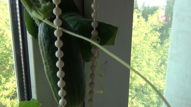 Огурчик на окне смотреть онлайн