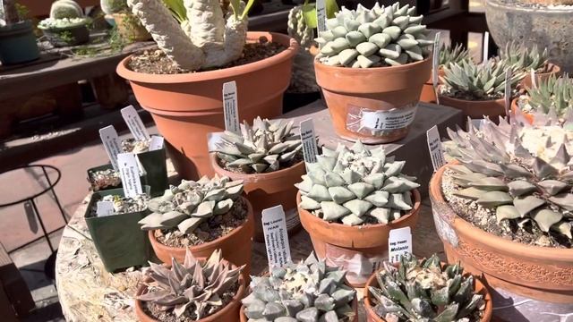 Amazing rare collection of succulents, cacti including Ariocarpus, Hoodia, Euphorbias, and more! смотреть онлайн