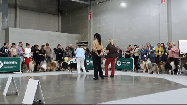 18.11.2023, Москва. "Евразия-2023-1". Ринг КОЛЛИ Д/Ш смотреть онлайн