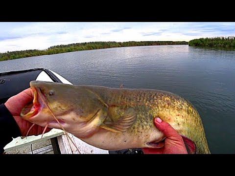 ВЫШЕЛ ПОГОНЯТЬ УСАТЫХ НА МАЛОЙ РЕКЕ. РЫБАЛКА НА СОМА смотреть онлайн